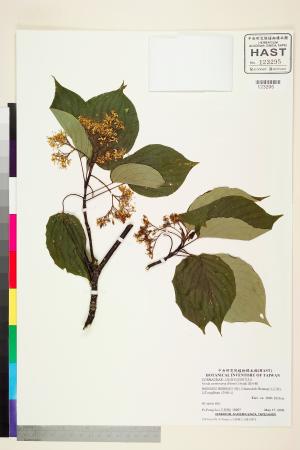 <a href="https://brmas.openmuseum.tw/muse/digi_object/22fae80ebf4bdb401bb328ab89fd5a81" target="_blank">燈台樹／中央研究院生物多樣性研究博物館植物標本館 (HAST)</a>