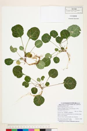 <a href="https://brmas.openmuseum.tw/muse/digi_object/231a6e2a9a982e492b6f6bccf8080493" target="_blank">裂緣花／中央研究院生物多樣性研究博物館植物標本館 (HAST)</a>