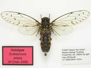 翠峰姬春蟬正模式標本(Holotype of Euterpnosia ampla)