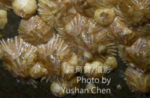 <a href="https://taieol.tw/muse/digi_object/a3ba2670e5e74b4a0a855098380b3086" target="_blank">輻紋紐曼笠藤壺／By：陳育賢／陳育賢</a>