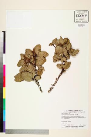 <a href="https://brmas.openmuseum.tw/muse/digi_object/2332606b3973ac4645ac7172afae3a86" target="_blank">高山櫟／中央研究院生物多樣性研究博物館植物標本館 (HAST)</a>