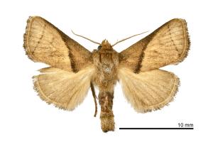 Avatara basifusca_male_TFRI_010