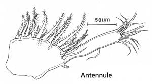 <a href="https://taieol.tw/muse/digi_object/03b2c2fa9040fe80d48e4b25bf8dd7d9" target="_blank">Anuretes branchialis／By：何汝諧、林清龍／劉維城</a>