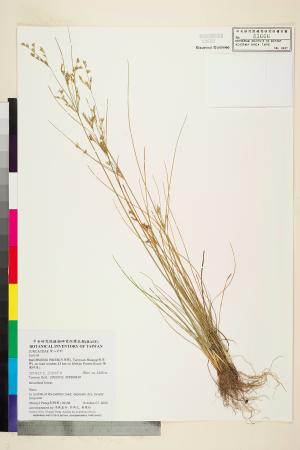 <a href="https://brmas.openmuseum.tw/muse/digi_object/23606d925a52b781323a6f9d32f506a2" target="_blank">絲葉燈心草／中央研究院生物多樣性研究博物館植物標本館 (HAST)</a>