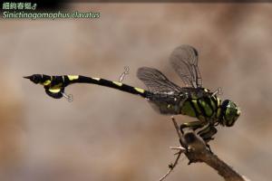 <a href="https://taieol.tw/muse/digi_object/04ccee508f1ec85cc1226585d95a9a1d" target="_blank">細鉤春蜓／By：曹美華／台灣蜻蜓網路圖鑑The Dragonflies of Taiwan</a>