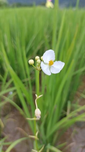 <a href="https://taieol.tw/muse/digi_object/205b7aea2a0f32d8e1305a2da77a668a" target="_blank">三腳剪／By：madesa／iNaturalist</a>