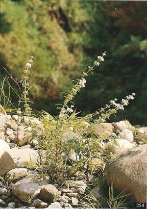 <a href="https://taieol.tw/muse/digi_object/c5bb9cf2ab7c38453489346471669568" target="_blank">灰葉蕕／By：陳添財／臺灣維管束植物簡誌</a>