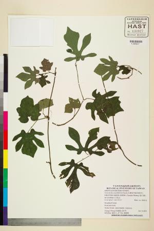 <a href="https://brmas.openmuseum.tw/muse/digi_object/23d8bda73cf16270be220c2994e703e6" target="_blank">瓜葉馬兜鈴(青香木)／中央研究院生物多樣性研究博物館植物標本館 (HAST)</a>