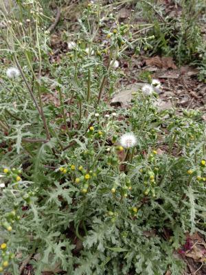 <a href="https://taieol.tw/muse/digi_object/77952e0ae245f3267a42cfc12f64e471" target="_blank">歐洲黃菀／By：naturalist14740／iNaturalist</a>