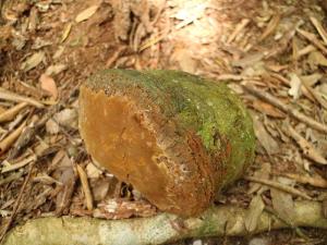 Phellinus igniarius(火木層孔菌)