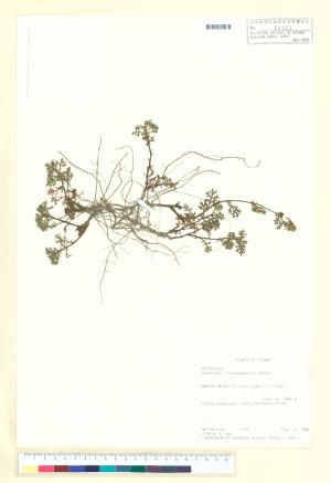 <a href="https://brmas.openmuseum.tw/muse/digi_object/23f65a93dfb9cdf0a64dfc45bbf659f9" target="_blank">玉山艾／中央研究院生物多樣性研究博物館植物標本館 (HAST)</a>