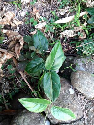 <a href="https://taieol.tw/muse/digi_object/3bc908e6cd1b7df2813b11da3a75f995" target="_blank">鷗蔓／By：chiehliangchen／iNaturalist</a>