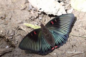 N33-1 紅玉翠蛺蝶