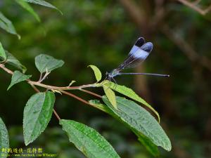 <a href="https://taieol.tw/muse/digi_object/18e854552ade9dc80d13f4a311822183" target="_blank">中華珈蟌原名亞種／By：kinmatsu／iNaturalist</a>