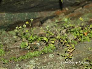 <a href="https://taieol.tw/muse/digi_object/cdedb8aac4750fe9fb8810a1e29139b2" target="_blank">火焰草／By：chinaberryhuang／iNaturalist</a>