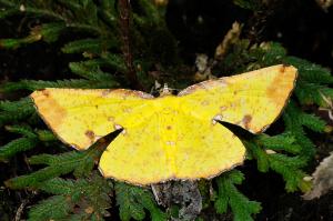 <a href="https://taieol.tw/muse/digi_object/0d8f386b256b3fabee6be777e9b1e00f" target="_blank">Corymica arnearia／By：吳士緯／臺灣物種名錄(TaiCOL)</a>