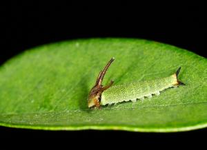 20091002_347193_Polyura eudamippus  formosana_l.jpg