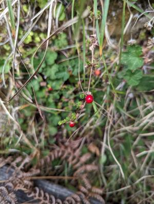 <a href="https://taieol.tw/muse/digi_object/14441e912c2745017ecedb152710da24" target="_blank">腰只花／By：jidy／iNaturalist</a>
