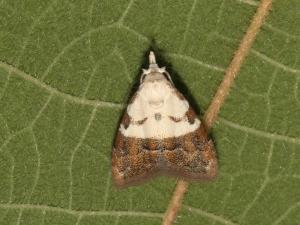 <a href="https://taieol.tw/muse/digi_object/0331c3c95798b2ff9e95901c642f36fa" target="_blank">Nola lucidalis／By：shaurong／iNaturalist</a>