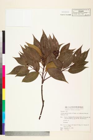 <a href="https://brmas.openmuseum.tw/muse/digi_object/2450039bf79e8718d2ef84fc307868e5" target="_blank">港口木荷／中央研究院生物多樣性研究博物館植物標本館 (HAST)</a>