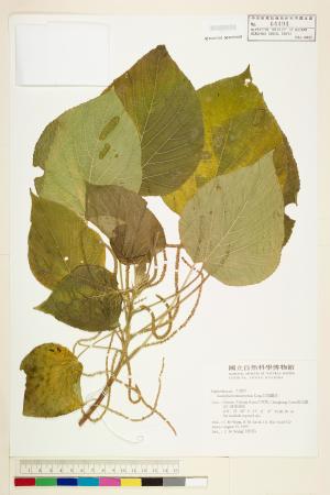 <a href="https://brmas.openmuseum.tw/muse/digi_object/24582e2a82a33ba74d3ef0b558af772e" target="_blank">紅頭鐵莧／中央研究院生物多樣性研究博物館植物標本館 (HAST)</a>