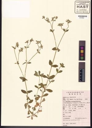 <a href="https://brmas.openmuseum.tw/muse/digi_object/245a0cd8f51d731e451842725d886a20" target="_blank">卷耳屬／中央研究院生物多樣性研究博物館植物標本館 (HAST)</a>
