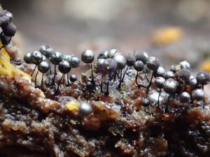 Collaria arcyrionema(光孢項圈黏菌)