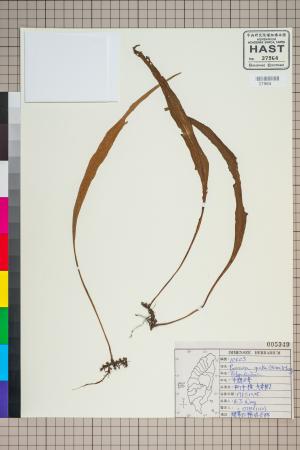 <a href="https://brmas.openmuseum.tw/muse/digi_object/24782061919eb15e24776b5d3ce522a0" target="_blank">中國石葦／中央研究院生物多樣性研究博物館植物標本館 (HAST)</a>