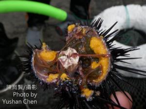 <a href="https://taieol.tw/muse/digi_object/e1ccb2b690a46dbffa411420f31d22c7" target="_blank">紫海膽／By：陳育賢／陳育賢</a>