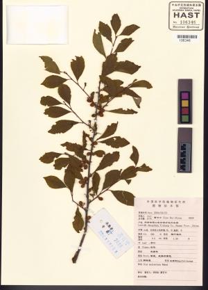 <a href="https://brmas.openmuseum.tw/muse/digi_object/248a05aefa0f708e3d802fdca39dbd1a" target="_blank">滿樹星／中央研究院生物多樣性研究博物館植物標本館 (HAST)</a>
