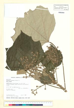 <a href="https://brmas.openmuseum.tw/muse/digi_object/24a9eab9cfd88b4bdeb9304efad78424" target="_blank">華參／中央研究院生物多樣性研究博物館植物標本館 (HAST)</a>
