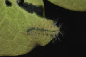 <a href="https://taieol.tw/muse/digi_object/9c49d1d4b3cfae364c56cf51c7689aa6" target="_blank">Parapoynx crisonalis Walker／By：Lori Tsai／蔡齡瑩(Lori Tsai)</a>