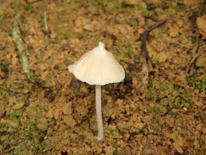 Entoloma album(白尖粉褶菌)