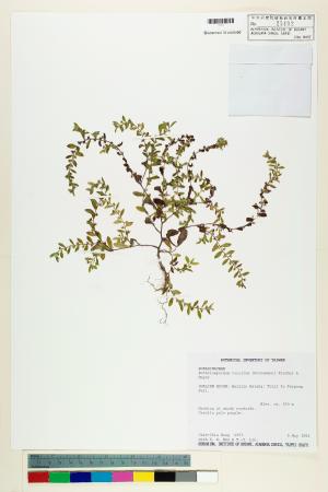 <a href="https://brmas.openmuseum.tw/muse/digi_object/25136c37d79818e7a224f11ba40f9461" target="_blank">細纍子草／中央研究院生物多樣性研究博物館植物標本館 (HAST)</a>