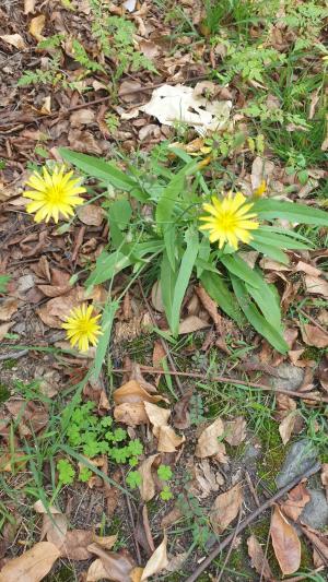 <a href="https://taieol.tw/muse/digi_object/6ba4651b4252d027fa683a80c7cbbabc" target="_blank">兔仔菜／By：aka_green／iNaturalist</a>
