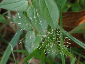 <a href="https://taieol.tw/muse/digi_object/1668af1f118aa3fc06686b1e93ff00b0" target="_blank">Eragrostis tenella／By：pseudoshuigeeee／iNaturalist</a>