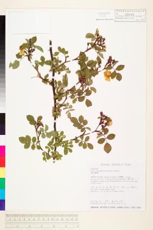 <a href="https://brmas.openmuseum.tw/muse/digi_object/253cd889ea593fdff98b72f0277b0167" target="_blank">高山薔薇／中央研究院生物多樣性研究博物館植物標本館 (HAST)</a>
