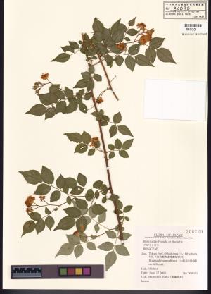 <a href="https://brmas.openmuseum.tw/muse/digi_object/25458ef7b93df2456db768ce4cfc1ddb" target="_blank">光葉薔薇／中央研究院生物多樣性研究博物館植物標本館 (HAST)</a>