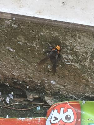 <a href="https://taieol.tw/muse/digi_object/10c6e9cf4b75b34d09eeb403c8c6519c" target="_blank">Scolia clypeata／By：wenlong／iNaturalist</a>