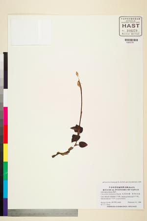 <a href="https://brmas.openmuseum.tw/muse/digi_object/2552e16019b1d86e178a4e56a8c49b50" target="_blank">琉球指柱蘭、墨綠指柱蘭／中央研究院生物多樣性研究博物館植物標本館 (HAST)</a>