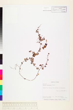 <a href="https://brmas.openmuseum.tw/muse/digi_object/25aaba7e44e42b32aead9ae224739656" target="_blank">黑果深柱夢草／中央研究院生物多樣性研究博物館植物標本館 (HAST)</a>