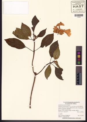<a href="https://brmas.openmuseum.tw/muse/digi_object/25d5c593e26974cab530f04b6547d9f3" target="_blank">紅苞半蒴苣苔／中央研究院生物多樣性研究博物館植物標本館 (HAST)</a>