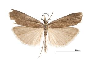 <a href="https://taieol.tw/muse/digi_object/c18d3b0494ed26b82244b184b8d0404c" target="_blank">Crambus narcissus／By：吳士緯／吳士緯</a>