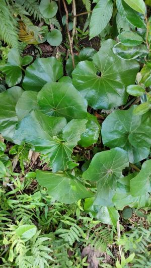 <a href="https://taieol.tw/muse/digi_object/de5ffe81093f2da28ad7b4a37b7d8517" target="_blank">山菊／By：chianghuai／iNaturalist</a>