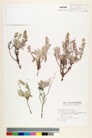 <a href="https://brmas.openmuseum.tw/muse/digi_object/25f3ce296dcf7be39f3ed94f788c858c" target="_blank">蘄艾／中央研究院生物多樣性研究博物館植物標本館 (HAST)</a>