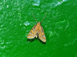 <a href="https://taieol.tw/muse/digi_object/5b15c99a92c9cda3e45503c6863fae82" target="_blank">Eoophyla conjunctalis／By：max822／iNaturalist</a>