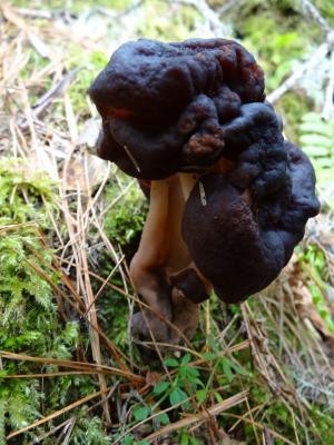 Gyromitra esculenta(鹿花菌)