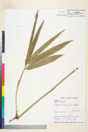 <a href="https://brmas.openmuseum.tw/muse/digi_object/260de0e7fcc6fae1a6b73443b8908c84" target="_blank">綠竹(毛綠竹、甜竹、烏藥竹、坭竹)／中央研究院生物多樣性研究博物館植物標本館 (HAST)</a>
