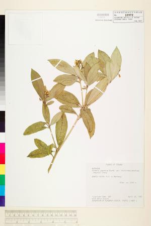<a href="https://brmas.openmuseum.tw/muse/digi_object/2612b6baa403340bf3e067ea71176e9a" target="_blank">顯脈茵芋／中央研究院生物多樣性研究博物館植物標本館 (HAST)</a>