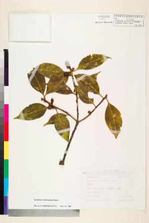 <a href="https://brmas.openmuseum.tw/muse/digi_object/2624d38d9bcf0de638d17198b441cb3a" target="_blank">四川灰木／中央研究院生物多樣性研究博物館植物標本館 (HAST)</a>